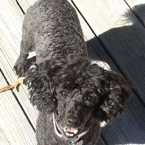 Meet your Posher, Pamela